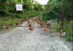 Une cinquantaine de poules en divagation ce matin à Longfossé