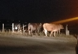 Des vaches en divagation à Wimille