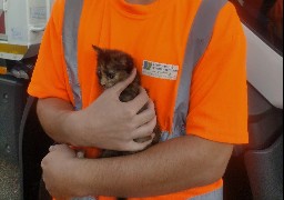 A Boulogne sur mer, trois agents de la collecte sauvent un chaton d'une poubelle !