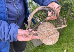 Un chat pris dans un piège à loup à Hesdigneul les Boulogne !