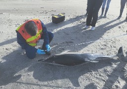 Un dauphin échoué à St-Etienne-au-Mont