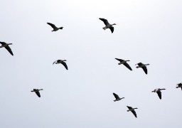  Une nouvelle zone de contrôle temporaire dans le Pas-de-Calais pour faire face à l’influenza aviaire