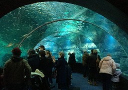 A Boulogne, Nausicaa explose ses compteurs de fréquentation