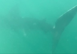 Un requin-pèlerin observé près du Cap Gris-Nez