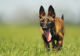 Boulogne-sur-mer : un homme mordu par un chien au niveau des parties génitales