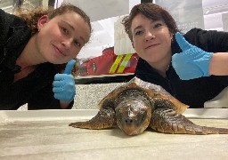 Une tortue caouanne découverte sur la plage du Portel juste avant Noël.