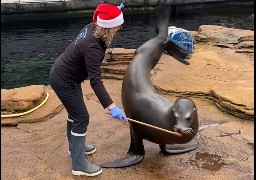 A Nausicaà, une soigneuse mordue par un lion de mer.