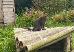 Les Escapades : Le Parc Bio-Topia présente le Jaguarondi à Fort-Mardyck ! 