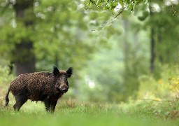 La France menacée par la peste porcine