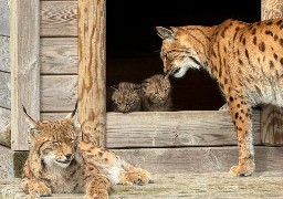 Deux bébés lynx viennent de naître au parc Bio-Topia de Fort-Mardyck