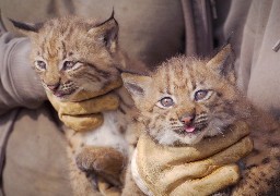 Fort-Mardyck: à vous de voter pour donner un nom aux deux bébés lynx nés au parc Bio-Topia