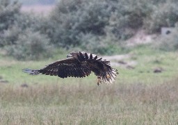 L'un des plus grands rapaces d'Europe actuellement au Parc du Marquenterre