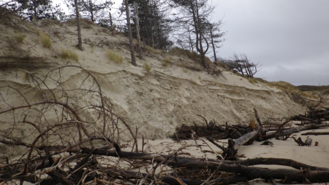 Grandes marées : le Bois de Sapin de la Baie d'Authie est mis à rude épreuve