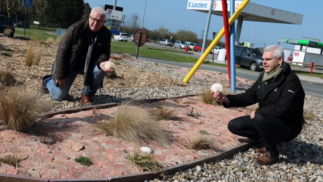 Insolite: Etaples utilise les coquilles Saint Jacques contre les mauvaises herbes