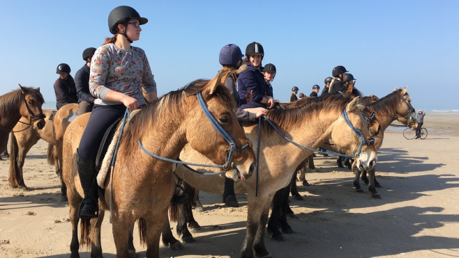 Touquet : les chevaux Henson sont arrivés au Parc Equestre