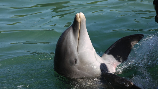 Un dauphin s'est échoué deux fois à Stella et au Touquet