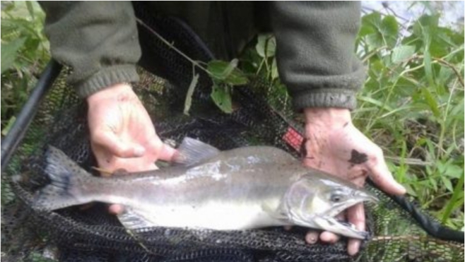 Un saumon à bosse pêché pour la première fois en France et dans la Canche !