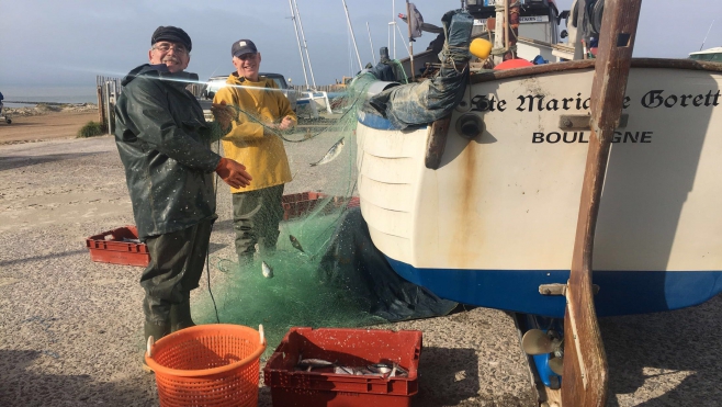 La saison du hareng a démarré sur la Côte d'Opale