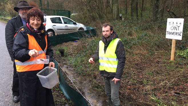 Un barrage pour sauver les amphibiens à la Calotterie [VIDEO]