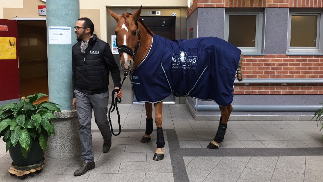 Peyo, un cheval qui vous veut du bien