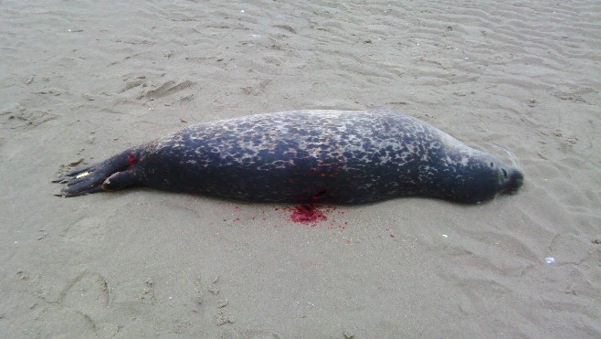 Un phoque abattu au fusil de chasse sur la plage du Touquet 