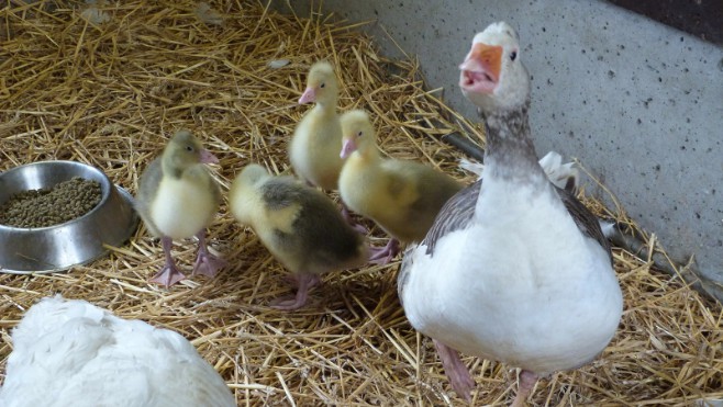 Au zoo de Fort-Mardyck, de nouveaux petits animaux sont arrivés !