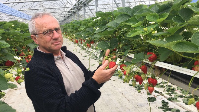 Escapade gourmande: à la découverte des fraises de Montéchor