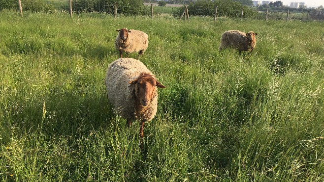 Un mouton a disparu à la Citadelle de Calais