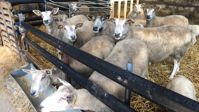 500 moutons feront la transhumance samedi matin au Blanc Nez !