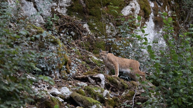 Tarif exceptionnel au Zoo de Fort Mardyck pour préserver les espèces menacées