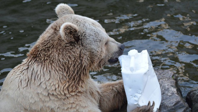 Les ours du Zoo de Fort Mardyck transférés en 2019 dans un autre zoo.