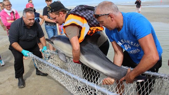 Un dauphin secouru sur la plage de Berck