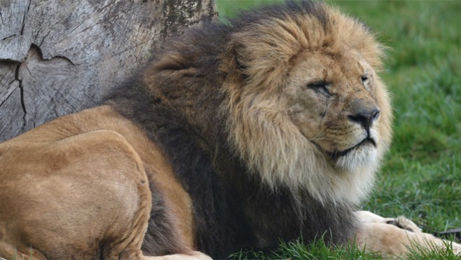 Bellewaerde : le lion Figaro est mort