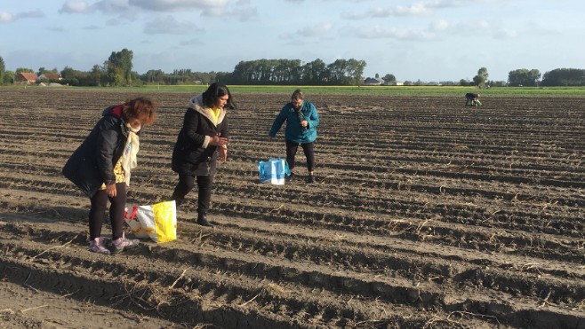 A Pitgam, un agriculteur organise le glanage de pommes de terre.