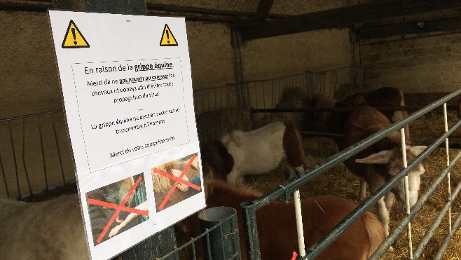 Touquet: les chevaux du centre équestre en quarantaine à cause de cas de grippe équine