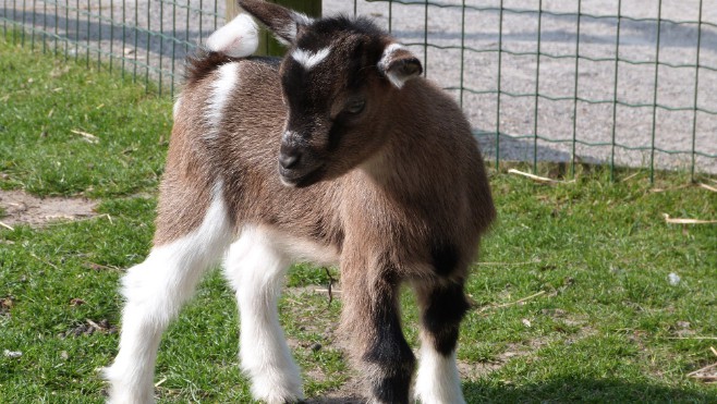 Zoo de Fort-Mardyck : votez pour le nom des chevreaux !