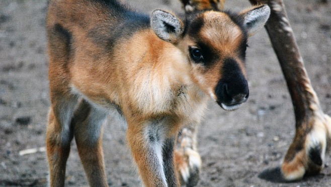 Votez pour le nom du bébé renne du zoo de Fort-Mardyck