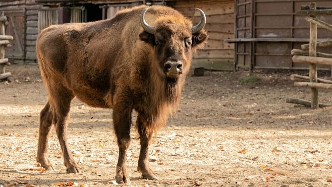 Le bison d'Europe de Bellewaerde Ipolite réintroduit dans la nature en Azerbaïdjan