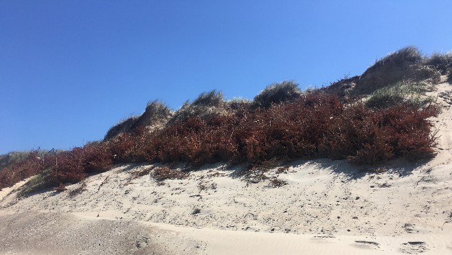 Oye-Plage : des sapins pour protéger le cordon dunaire 