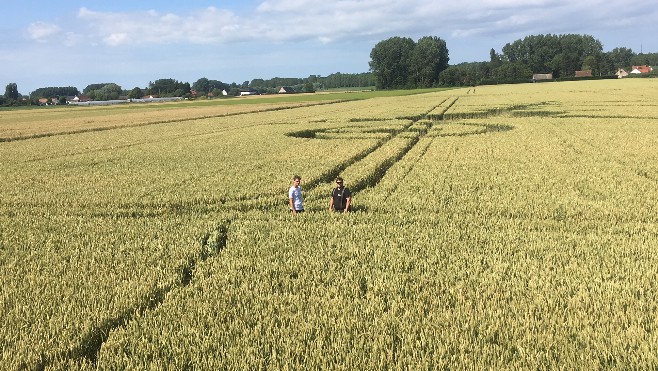 Reportage à Nielles-lès-Ardres pour découvrir les crop circle 