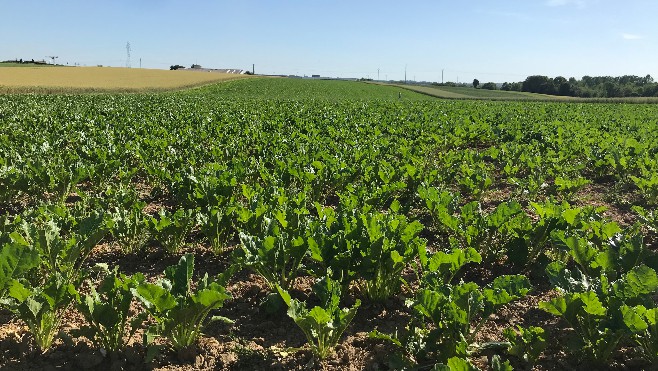 Un développement encourageant pour l'agriculture bio en Hauts-de-France