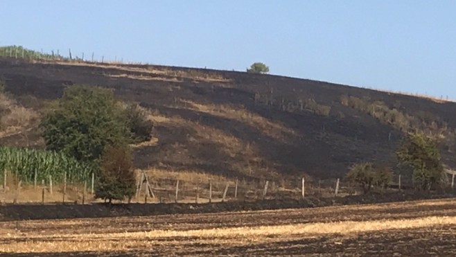 60 hectares d'un champ de blé ont pris feu à Neuville-sous-Montreuil