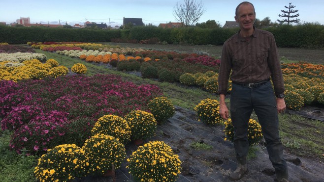  Depuis 90 ans, les serres Beyaert produisent leurs chrysanthèmes à Dunkerque. 