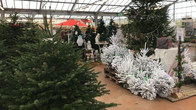 Au Côté Nature d'Abbeville, les premiers achats de sapins commencent doucement