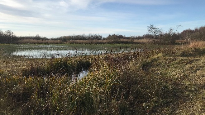 Pendant les vacances de Noël, venez découvrir les oiseaux venus hiverner au Parc du Marquenterre