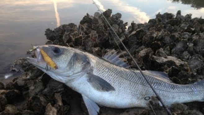 Trois individus interpellés près de la centrale de Gravelines pour trafic de poissons