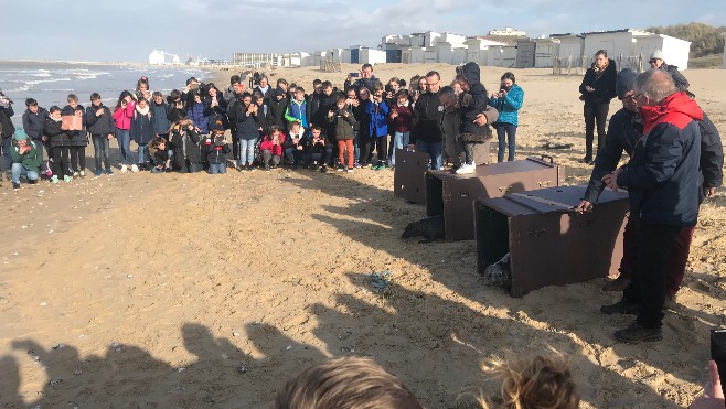 Relâché de phoques sur la plage de Sangatte