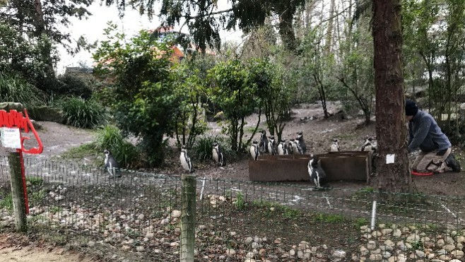 Au zoo d'Amiens, on s'adapte aussi au confinement