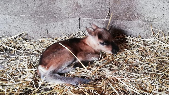 Naissance d'un faon au parc zoologique Fort-Mardyck