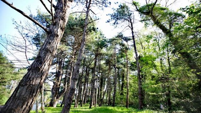 La forêt du Touquet de nouveau ouverte à la promenade et au sport individuel dès samedi